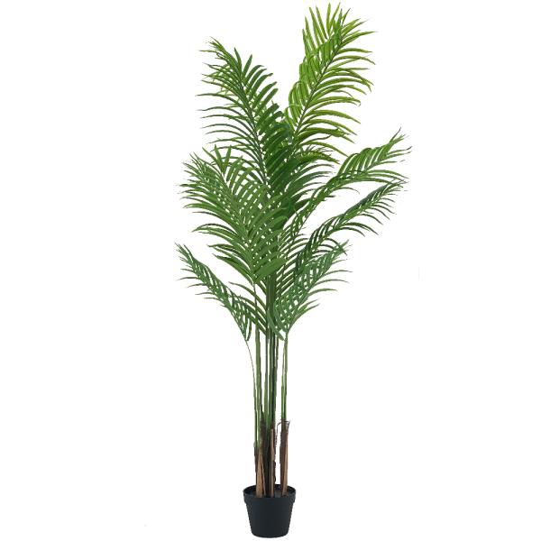 Plantas grandes mayor a 100cm de altura